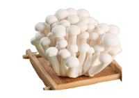 White Jade Mushroom