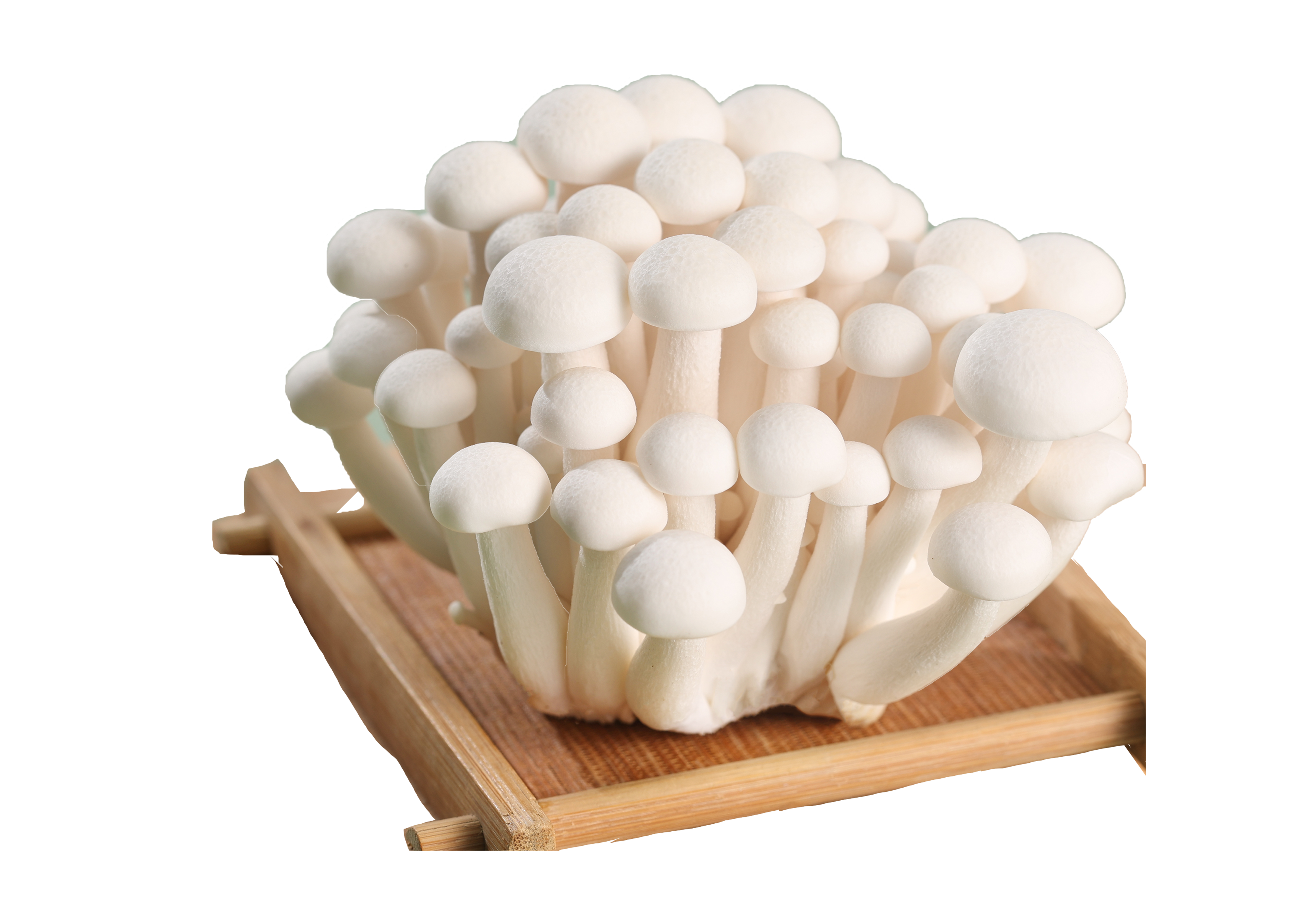 White Jade Mushroom